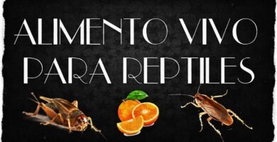 La importancia de la hidratación en la dieta de reptiles