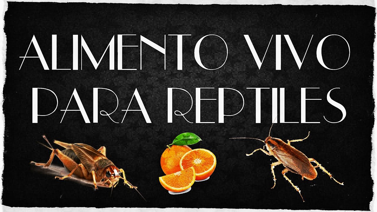 La importancia de la hidratación en la dieta de reptiles