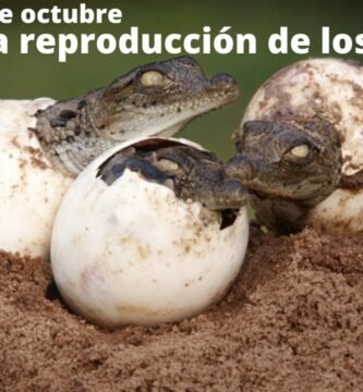 La importancia de la hidratación en la reproducción de reptiles