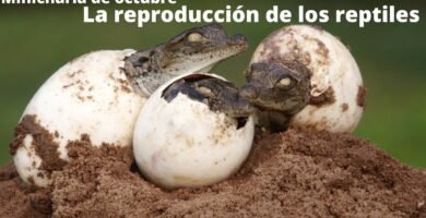 La importancia de la hidratación en la reproducción de reptiles