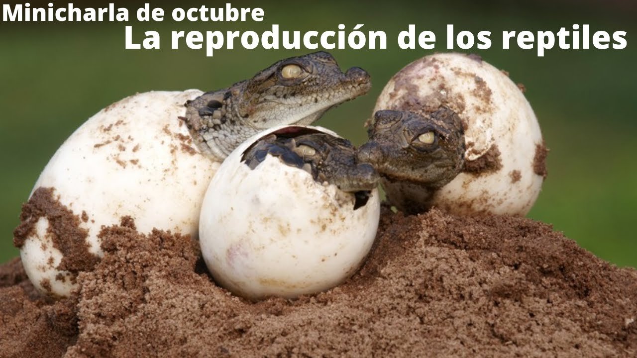La importancia de la hidratación en la reproducción de reptiles