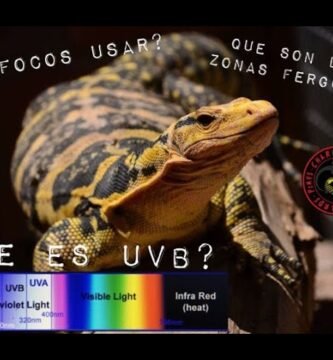 La importancia de la iluminación UVB en el crecimiento de reptiles