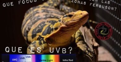 La importancia de la iluminación UVB en el crecimiento de reptiles