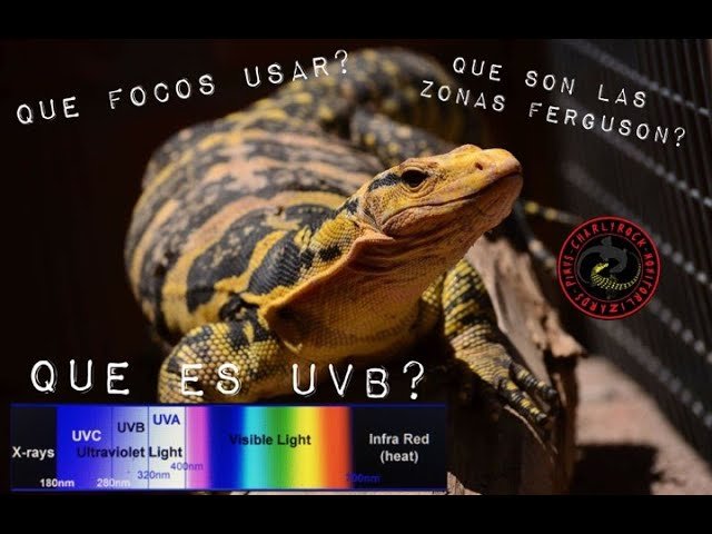 La importancia de la iluminación UVB en el crecimiento de reptiles