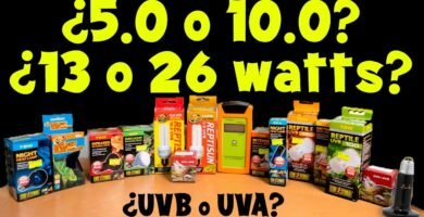 La importancia de la iluminación UVB en la reproducción de reptiles