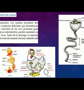 La importancia de la luz en la reproducción de reptiles