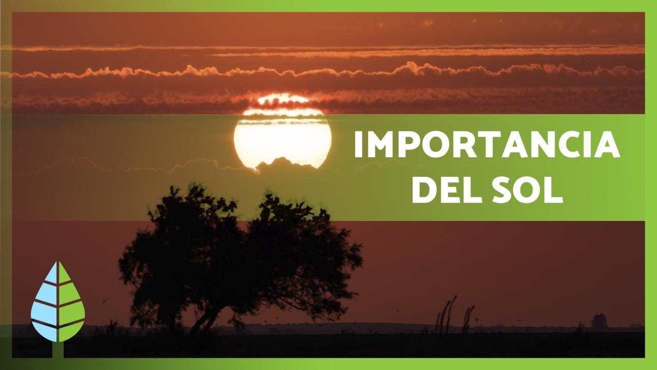 La importancia de la luz natural para la salud de reptiles