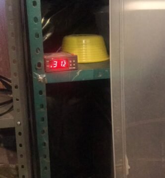 La importancia de la temperatura en la reproducción de reptiles