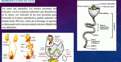 La importancia de la ventilación en la reproducción de reptiles