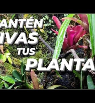 La importancia de las plantas en un terrario tropical