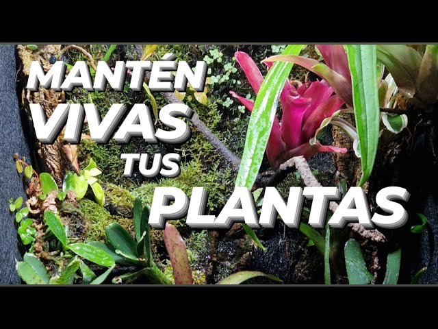La importancia de las plantas en un terrario tropical