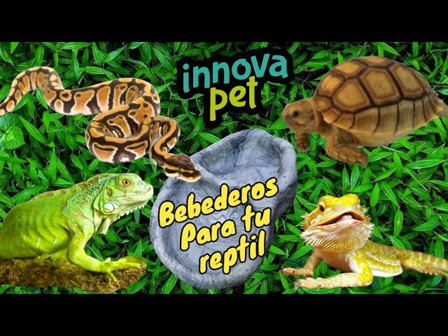 La importancia de los bebederos en terrarios de reptiles