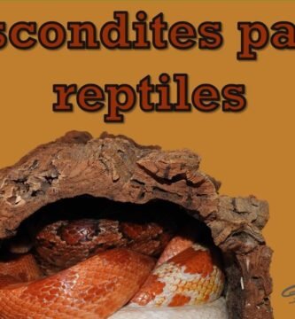 La importancia de los escondites en un terrario de reptiles