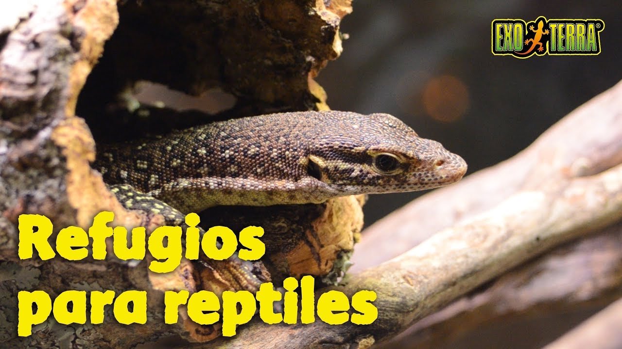 La importancia de los refugios en terrarios de reptiles