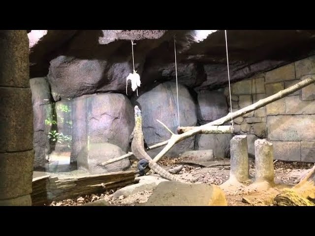 La importancia de un ambiente enriquecido para el bienestar de reptiles