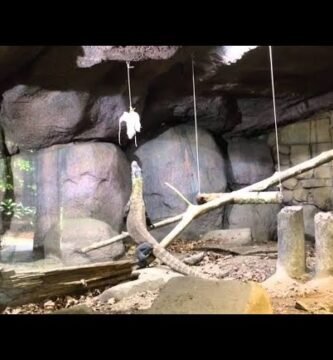 La importancia de un ambiente enriquecido para reptiles