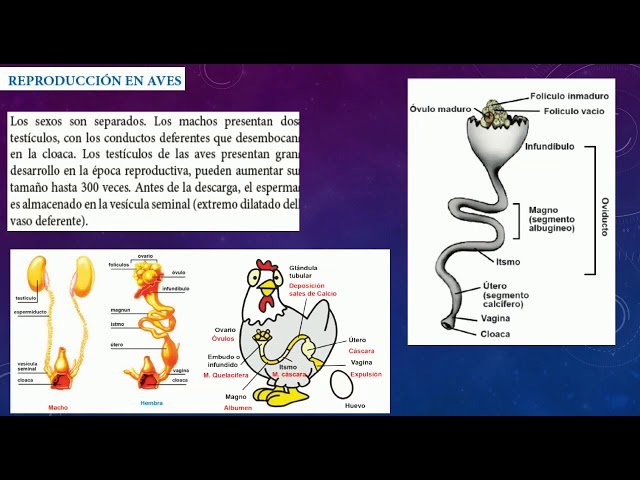 La importancia del espacio en la reproducción de reptiles