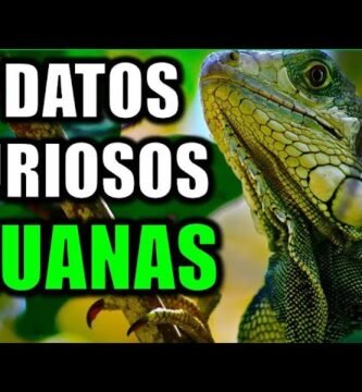 La importancia del refugio en el comportamiento de reptiles