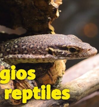 La importancia del refugio en un terrario de reptiles