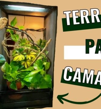 La rutina de alimentación de un camaleón en terrario