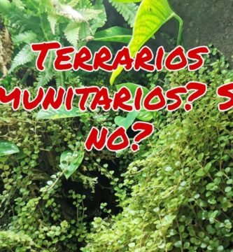 La socialización de reptiles en terrarios comunitarios
