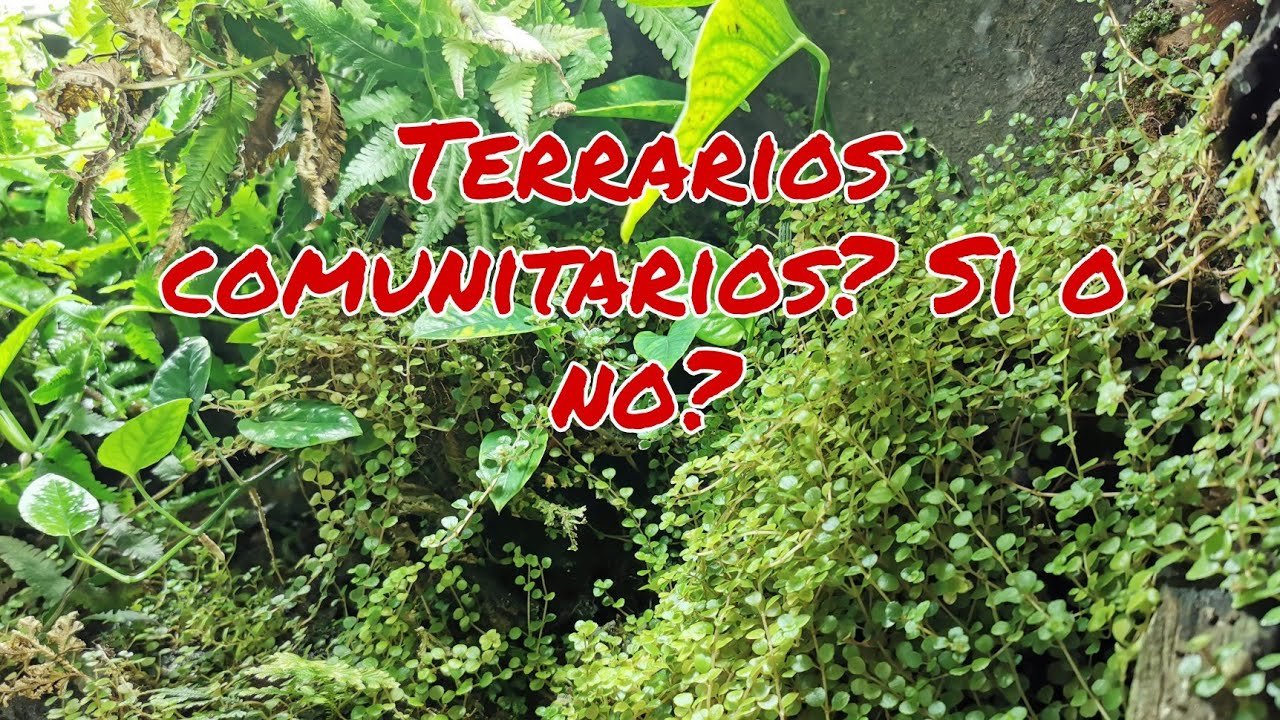 La socialización de reptiles en terrarios comunitarios