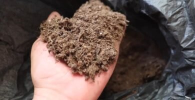 Los mejores sustratos para terrarios de reptiles