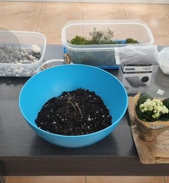 Materiales necesarios para un terrario tropical