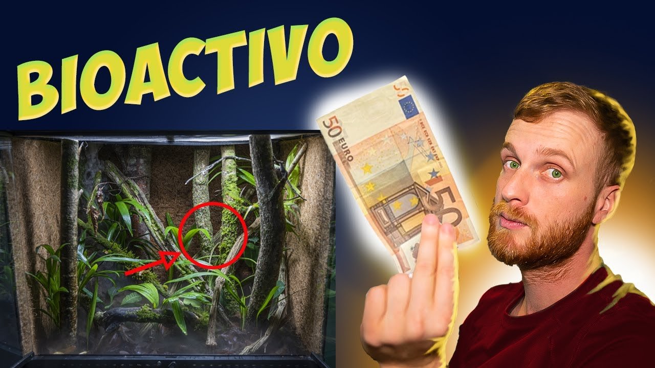 Mejores accesorios para terrarios bioactivos