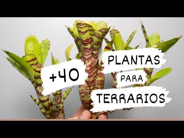 Mejores decoraciones artificiales para terrarios