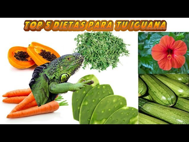 Mejores frutas y verduras para iguanas en terrarios