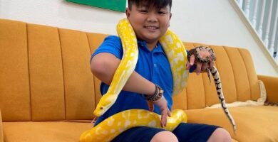Mejores juguetes para enriquecer el ambiente de los reptiles