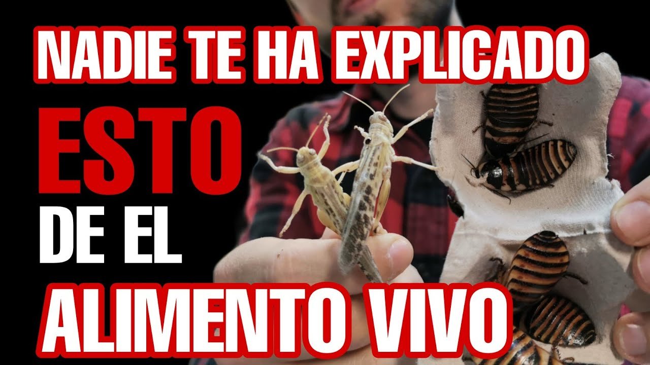 Mejores prácticas para la alimentación de reptiles en terrarios