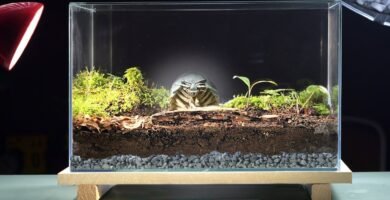 Mejores prácticas para la construcción de terrarios de reptiles