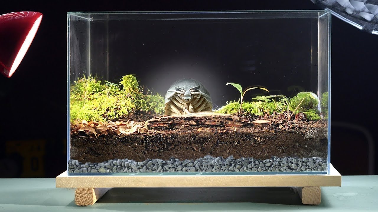 Mejores prácticas para la construcción de terrarios de reptiles