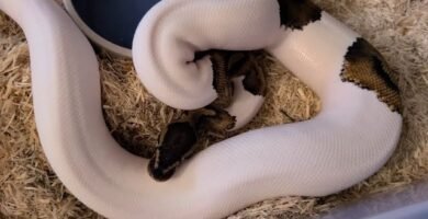 Mejores prácticas para la limpieza de terrarios de reptiles