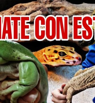 Mejores prácticas para la salud de reptiles en terrarios
