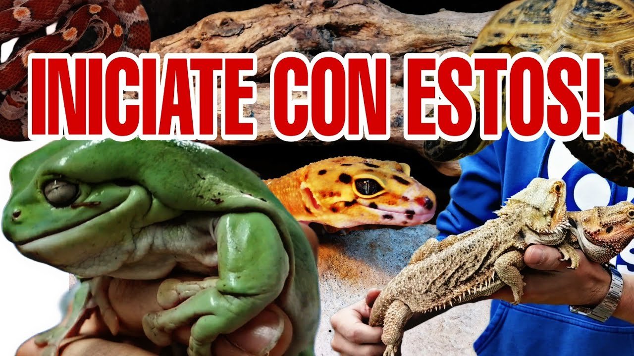 Mejores prácticas para la salud de reptiles en terrarios