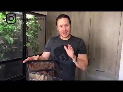 Pasos para crear un terrario bioactivo