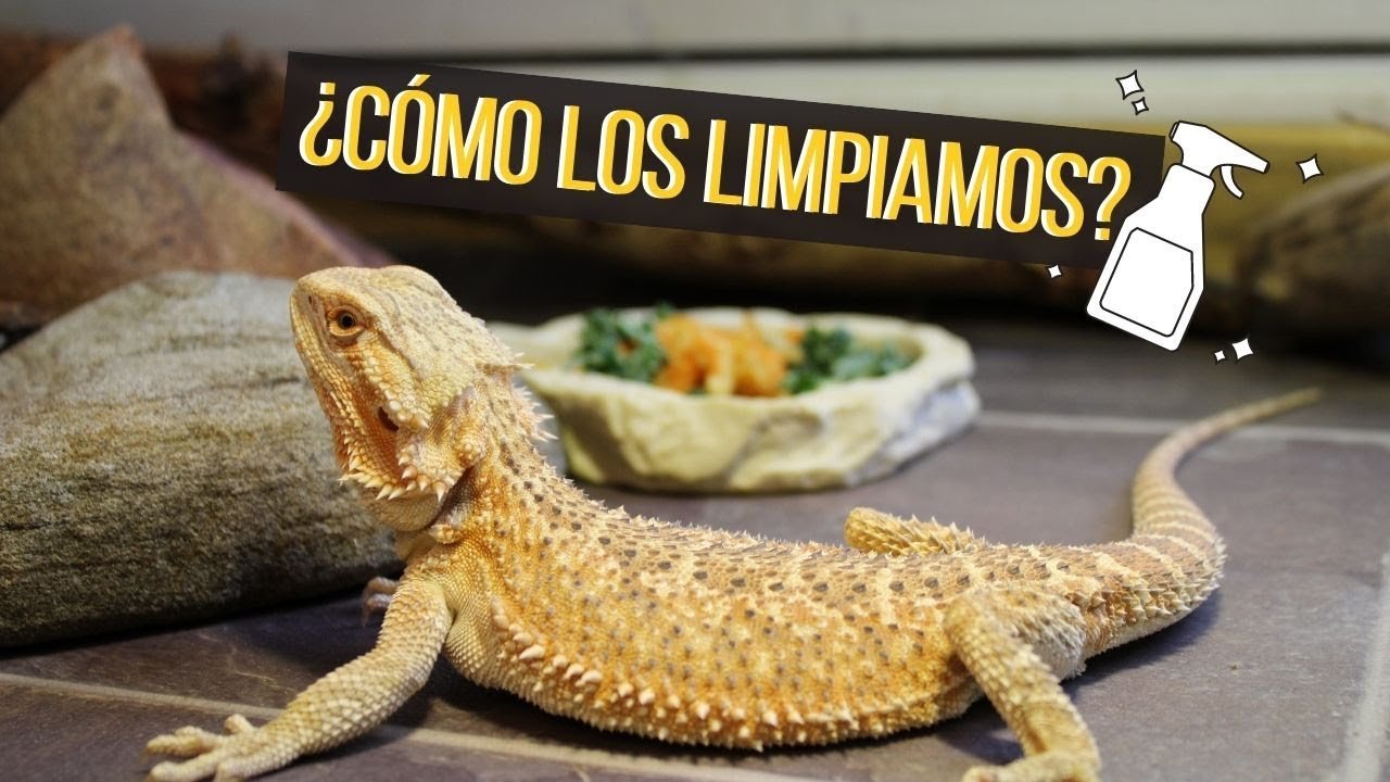 Rutinas de limpieza para terrarios de reptiles