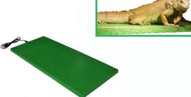 Sistemas de calefacción para terrarios tropicales: opciones y beneficios