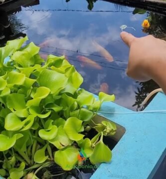 Sistemas de filtración para terrarios acuáticos: opciones y beneficios