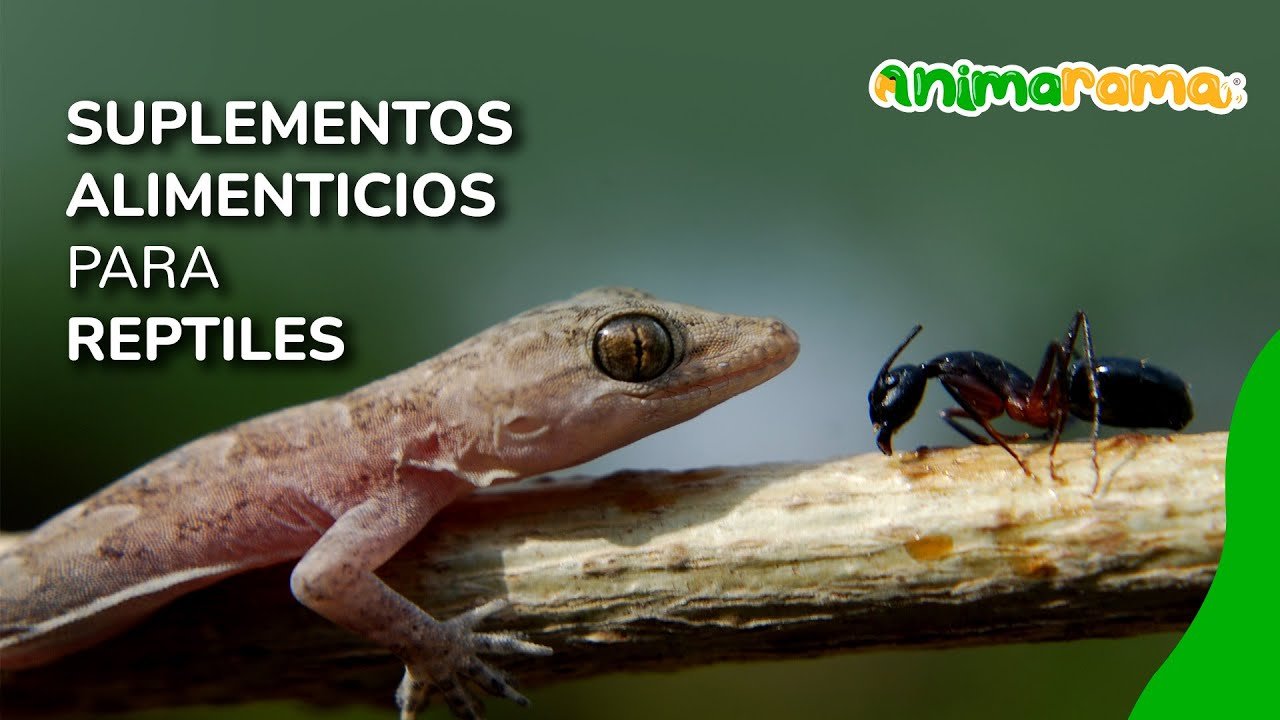 Suplementos nutricionales para reptiles: ¿cuáles elegir?