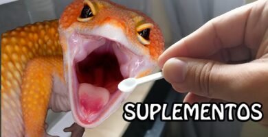 Suplementos vitamínicos para reptiles: cuándo y cómo usarlos