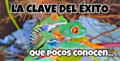 Técnicas para estimular la reproducción de reptiles en terrarios