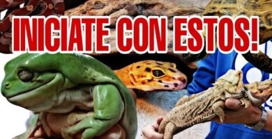 Técnicas para la cría de reptiles en terrarios desérticos
