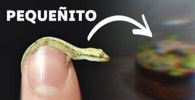 Técnicas para la cría de reptiles trepadores en terrarios