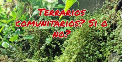 Terrarios comunitarios: ¿qué especies pueden convivir?