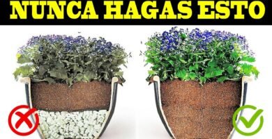 Terrarios con fondo natural: beneficios y desventajas