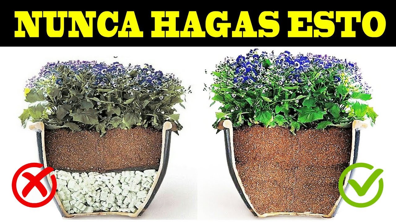 Terrarios con fondo natural: beneficios y desventajas